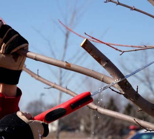 pruning_original_2_0